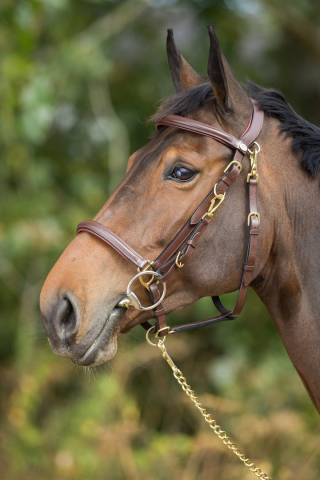 Bridon - Licol Combo HFI