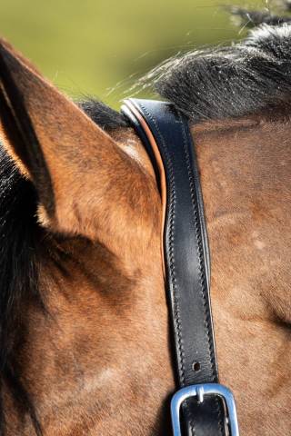 Licol &eacute;thologique two-tone - HFI - cuir souple