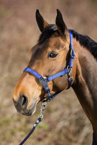 Licol nylon bicolore - HFI - boucles en laiton chromé