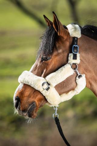 Licol cosy en nylon avec mouton synthétique - HFI