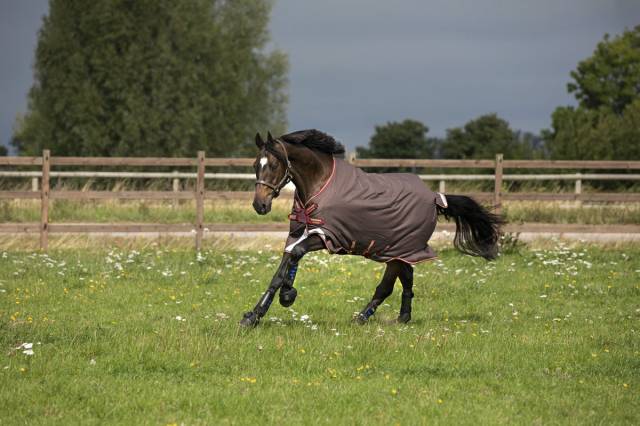 Couverture Amigo Bravo 12T - Horseware - 1200d imperméable