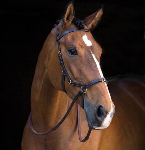 Bridon micklem multi - Horseware - &eacute;vite la pression