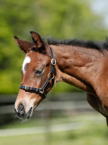 Licol cuir noir foal - HFI - surpiqûres crème