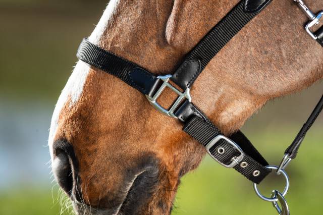 Licol n&eacute;opr&egrave;ne smart - HFI - nylon et cuir