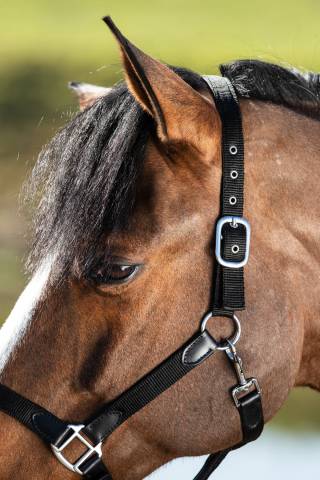 Licol n&eacute;opr&egrave;ne smart - HFI - nylon et cuir