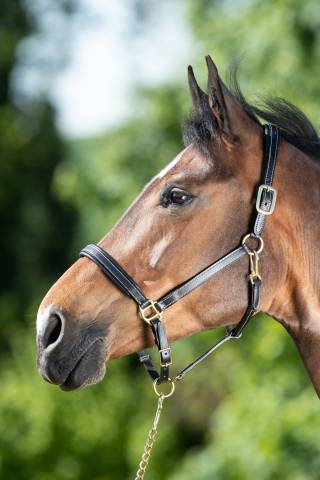 Licol cuir coutures crème noir - HFI - cuir souple