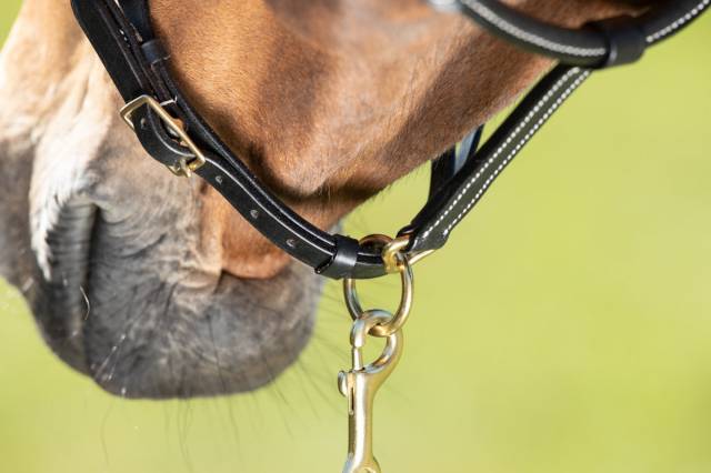 Licol cuir coutures cr&egrave;me noir - HFI - cuir souple