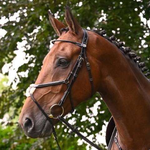 Bridon Monday muserolle combinée - Collection Week - Jump in