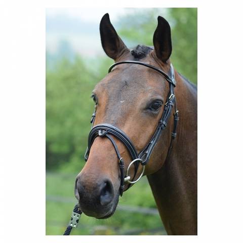 Bridon Wednesday muserolle combinée - Collection Week - Jump'in