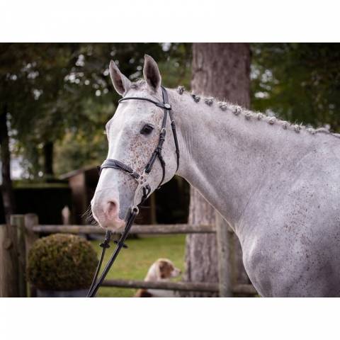 Bridon Hackamore - Collection week - Jump in