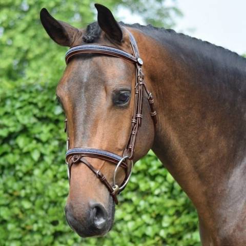 Bridon Crystal muserolle combinée - Collection week - Jump in