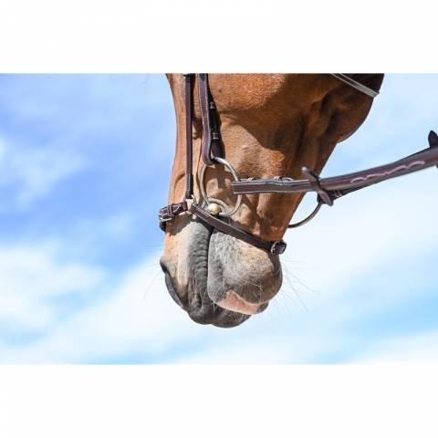 Muserolle allemande - Jump'in