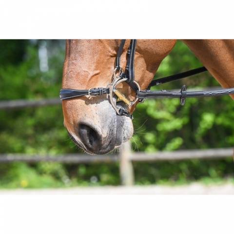 Muserolle hackamore - Jump in