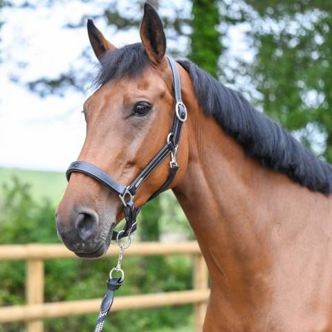 Licol Fancy - Collection One - Jump in