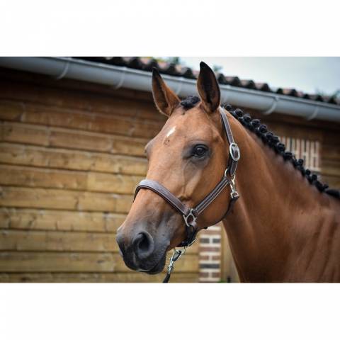 Licol Fancy - Collection One - Jump in