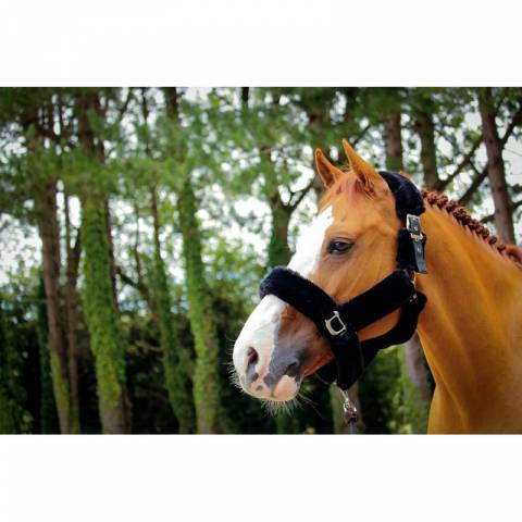 Licol Soft One - Noir - Jump'in