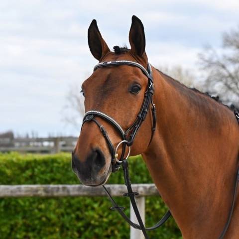 Bridon Clincher - Collection One Premium - Jump in