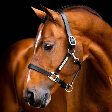Licol en cuir Signature - Horseware - confort maximal
