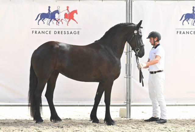 Jument frison tara king 3 ans débourré