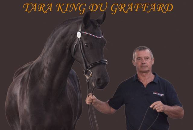 Jument frison tara king 3 ans débourré