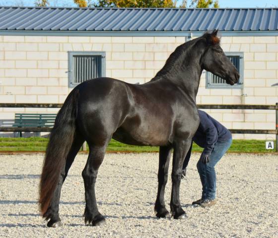Jument frison tara king 4 ans 