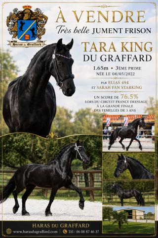 Jument frison tara king 4 ans 