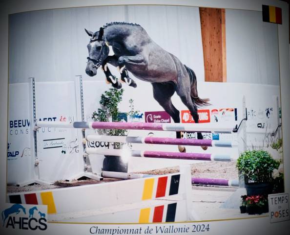 Chevaux De Sport CSO Saut D Obstacle Vendre Equirodi France Chevaux De Sport CSO Saut D Obstacle Vendre Equirodi France