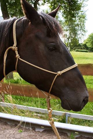 Licol éthologique Brockamp - corde 6mm