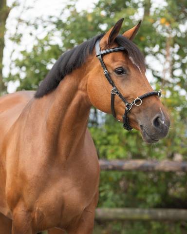 Caveçon en cuir QHP