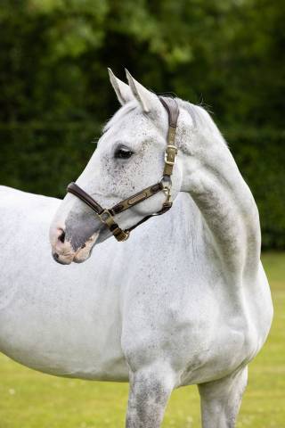 Licol cuir capella Lemieux