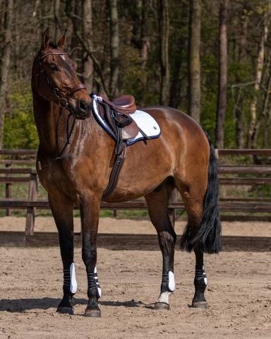 Tapis de selle Eldorado QHP