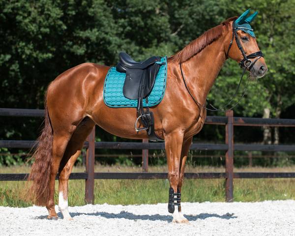 Tapis de dressage Denver QHP