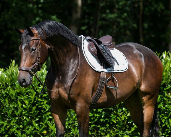 Tapis de dressage Denver QHP