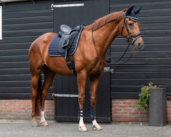 Tapis de dressage Denver QHP