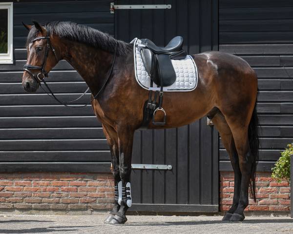 Tapis de dressage Denver QHP