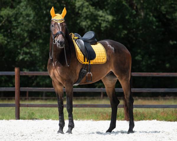 Tapis de dressage Denver QHP