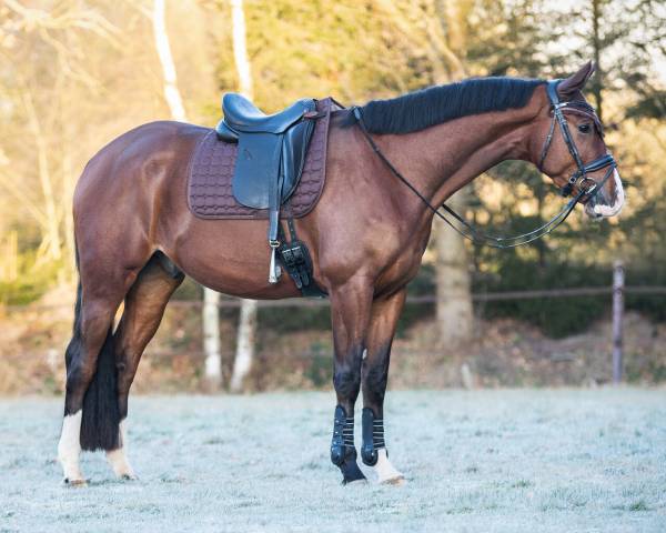 Tapis de selle Hailyn QHP