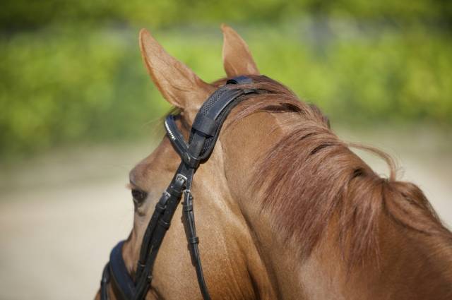 Protège nuque Back on track