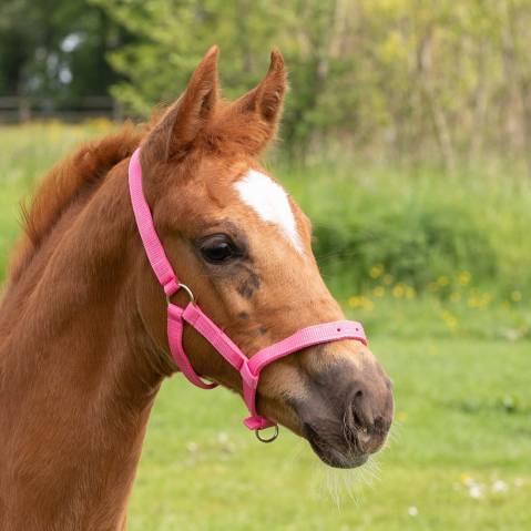 Licol poulain réglable - Harry's horse