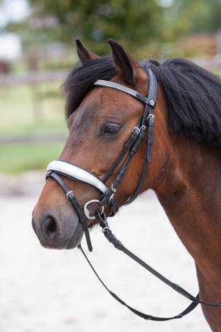 Bridon diva stella Harry's horse