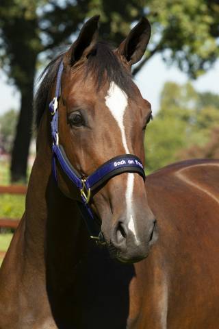 Licol Back On Track Werano