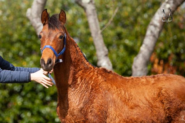 Magnifique poulain Pure Race Espagnole bai + Prl