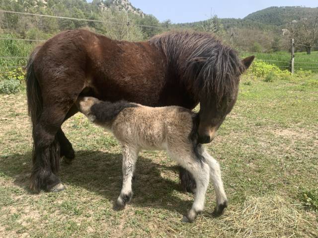 poneys shetland