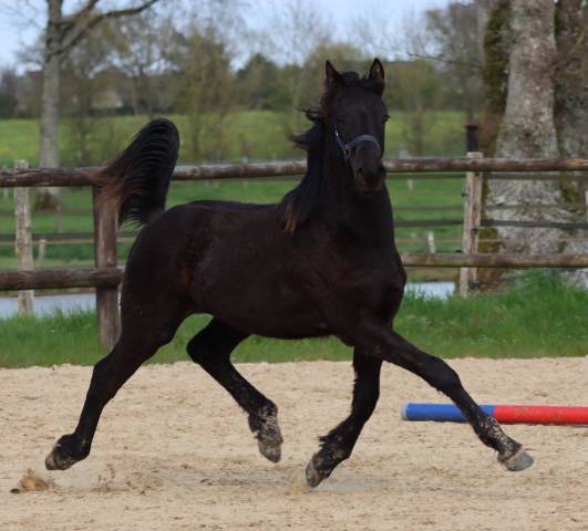 Poulain Arabo- Frison à vendre