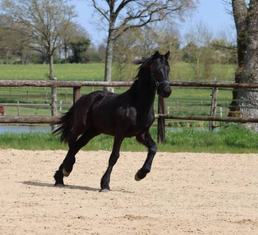 Pouliche Arabo- Frison à vendre