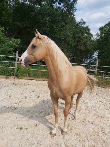 Magnifique Hongre Palomino de 12 ans 891037 Acheter ce cheval Equirodi France