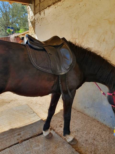Vente selle de dressage CWD