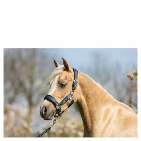 Licol et longe br mini horse - br - confort n&eacute;opr&egrave;ne