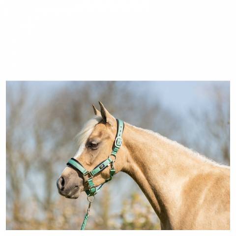 Licol et longe br mini horse - br - confort n&eacute;opr&egrave;ne