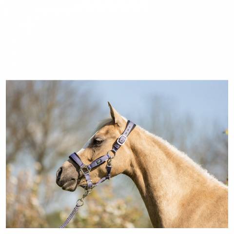 Licol et longe br mini horse - br - confort néoprène